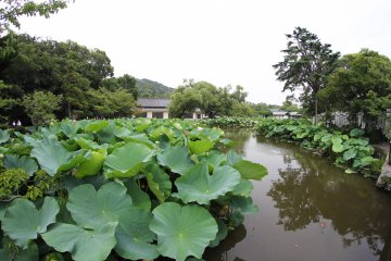 <p>There is a fairly large lake nearby with many plants, flowers and leaves. I also caught a glimpse of a large turtle in the water but not in time to take its photo.&nbsp;</p>