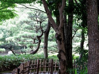 Impressive trees along the narrow, winding walkway in the garden