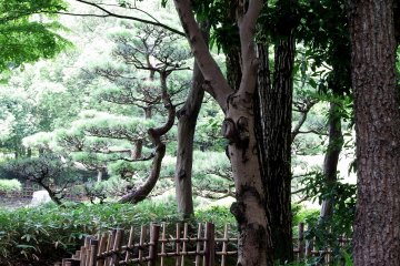 정원의 좁고 구불구불한 산책로를 따라 인상적인 나무들