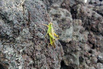 <p>There are many of these grasshoppers jumping around despite the lack of vegetation</p>