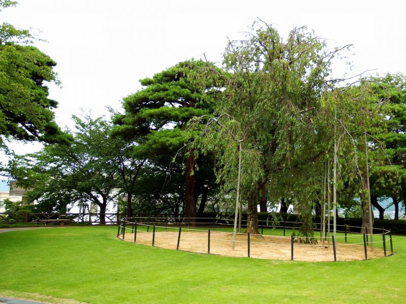 Знаменитая плакучая вишня в парке Касумигадзё. Замок Маруока и этот парк входят в 100 самых знаменитых мест ханами (любование вишней) в Японии