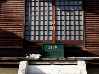 A black and white cat sunning itself beside the offering box