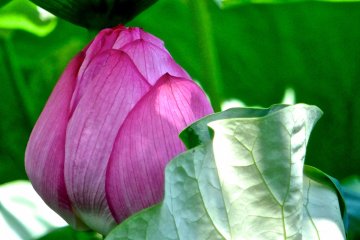 <p>Beautiful lotus under a leaf at Ueno&nbsp;Park</p>