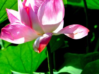 Lotus in bloom at Ueno Park