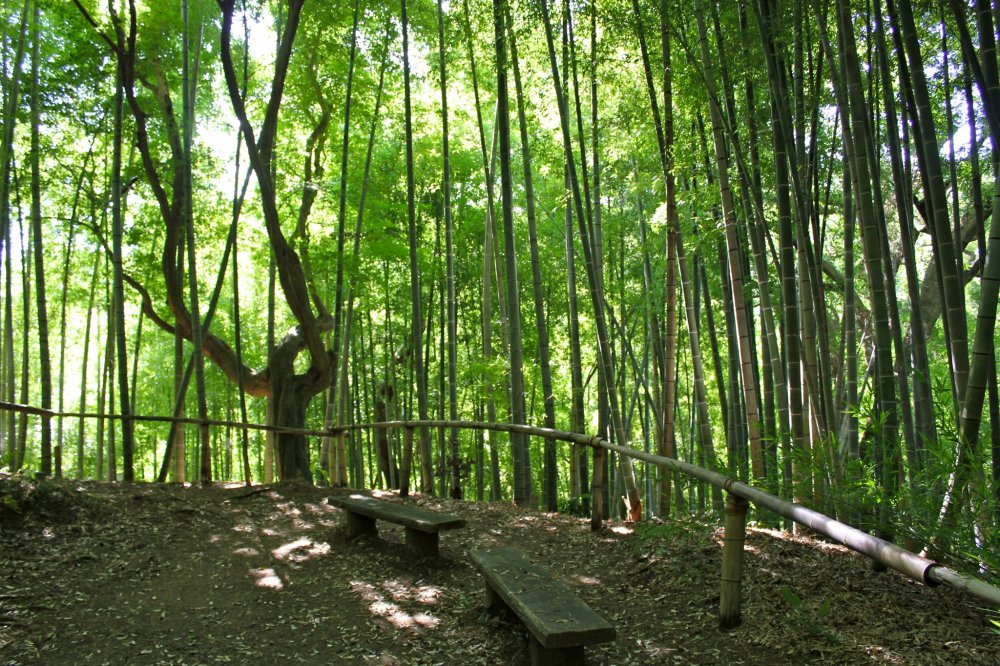 Tản bộ qua rừng tre rộng 50.000 m2 ở vườn nhà hàng Rai Tei, Kamakura