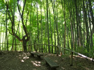 Enjoy a leisurely stroll through the bamboo grove located at the 50,000 square meter garden of&nbsp;Rai Tei&nbsp;restaurant, Kamakura