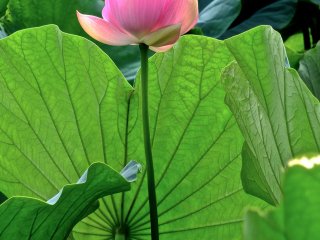 One lotus that is half-way open&nbsp;at Hachimangu Shrine, Kamakura