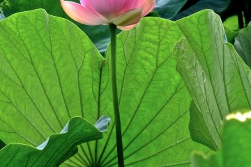 <p>One lotus that is half-way open&nbsp;at Hachimangu Shrine, Kamakura</p>