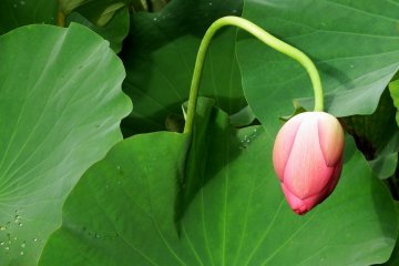 <p>Pink lotus with unique curvy stem</p>