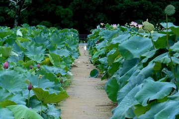 <p>You can walk through vast lotus fields. The day I visited, there were no one else in the fields and a white beautiful bird was walking down the path as though he was a king of the fields!</p>