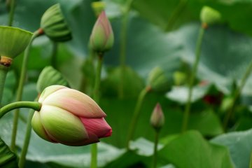 <p>It was mid August and some of the lotus flowers had died already, but other flowers were just starting to bloom</p>