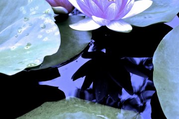 <p>Нежно-фиолетовые водяные лилии&nbsp;в парке цветов Асикага</p>