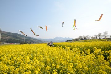 Spring in Iiyama, carps fly over the fields of flowers