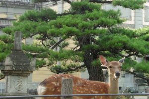 Dans les jardins autour du mus&eacute;e national de Nara