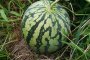 Seedless Watermelon Farm in Joso