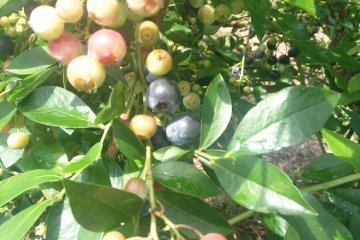 <p>Only pick the ones that are deep blue! &nbsp;These are ripe and taste the best</p>