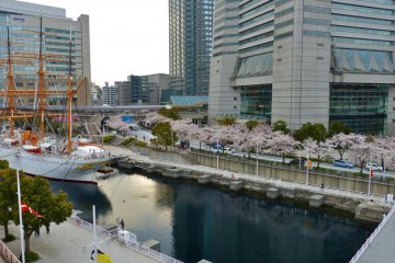 Cherry blossoms in front of the hotel