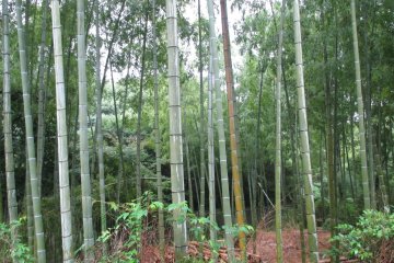<p>Bamboo surrounds the museum, separating it from the rest of the park</p>