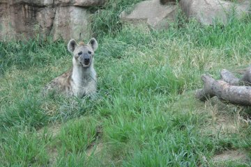<p>Another hyena enjoys time in the grass</p>