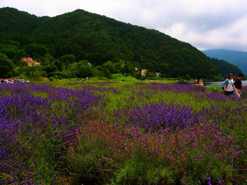 <p>Seas of lavender at the&nbsp;Fujikawaguchiko Herb Festival</p>