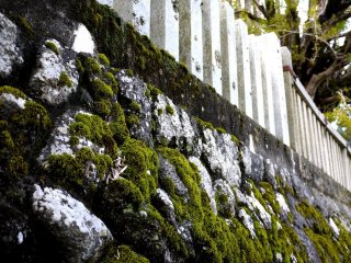 Thick moss on a stone wall