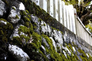 <p>Thick moss on a stone wall</p>