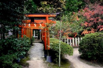 <p>Small tunnel of red torii</p>