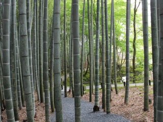 Descending into the gardens, a small path runs through the bamboo grove