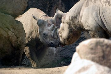 Rhinos in action!