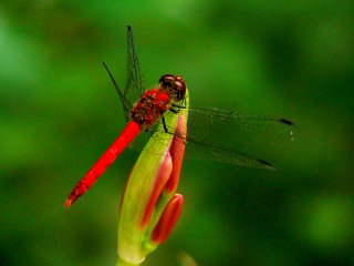 A red dragonfly on a spider lily bud