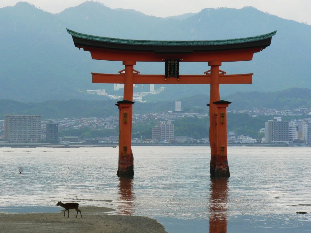 A deer wanders past the big torii as the tide starts to come in