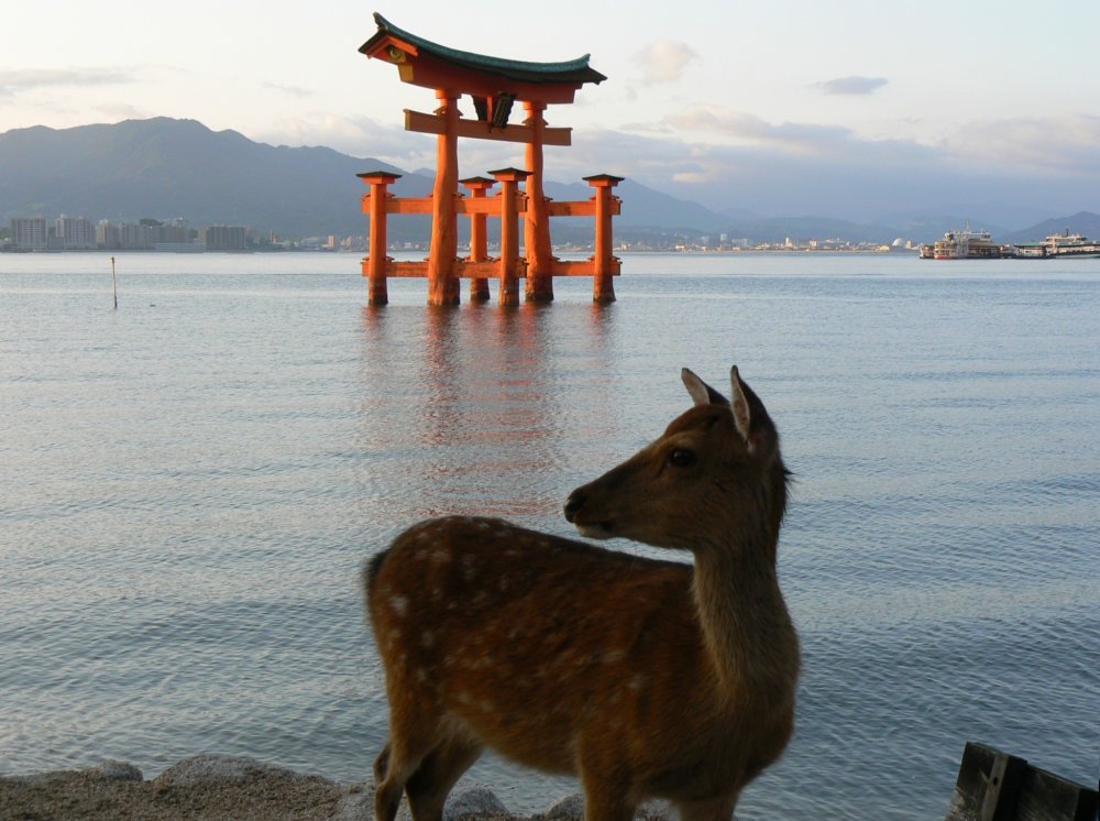 A deer poses for my camera with the big torii in the background
