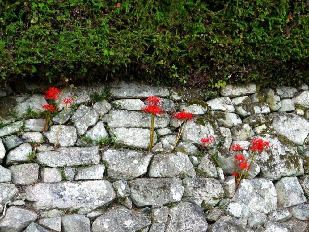Spider lilies growing on a stone wall in Sakamoto