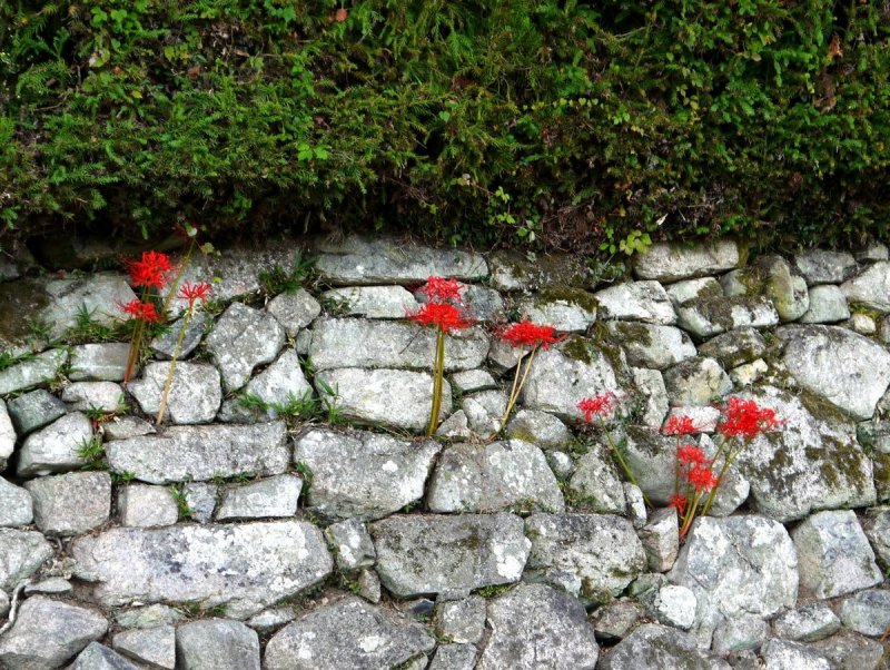 <p>Spider lilies growing on a stone wall in Sakamoto</p>