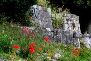 <p>Spider lilies growing beside stone retaining walls</p>