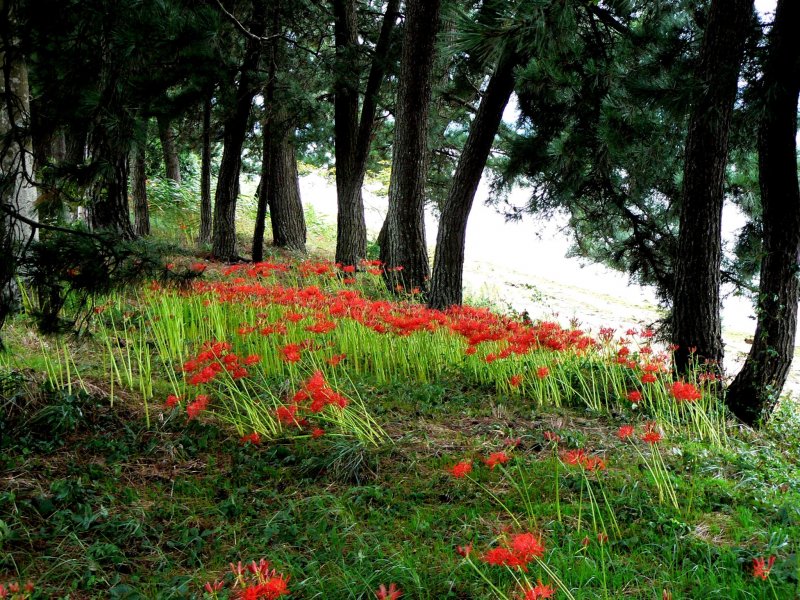 <p>Drifts of spider lilies under the pine trees beside Lake Biwa</p>