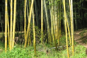 Bamboo harvesting in Mabi Town, Kurashiki City, Okayama Prefecture