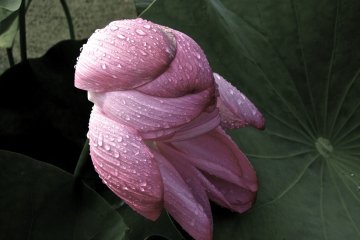 <p>The Japanese Lotus is lovely</p>