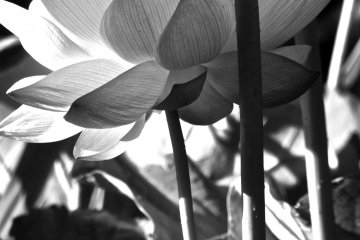 <p>The Japanese Lotus is delicate</p>