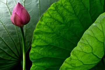<p>The Japanese Lotus is sophisticated</p>