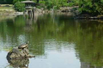 A local resident of Tsurumai Park pond suns himself on a rock.