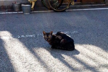 A cat in front of a fishmonger's cart