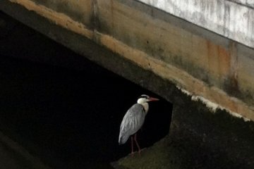 A heron in the Miyamae River