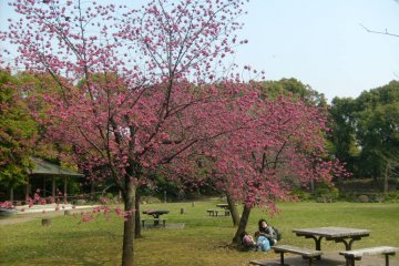 <p>Plum blossoms at Kiyosumi&nbsp;Tei-en</p>