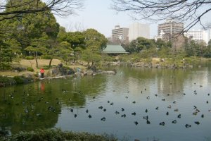 Ducks chilling on the pond at Kiyosumi Tei-en