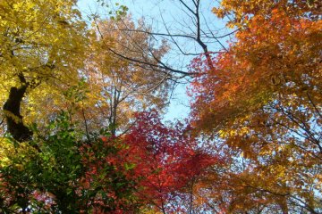 <p>Autumn colours in Ueno Park</p>