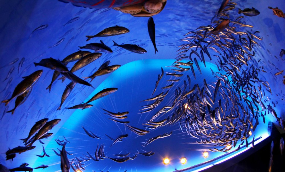 Внутри можно сфотографироваться с рыбками. Фотографию сразу же распечатают и отдадут вам на память о посещении Аквариума.