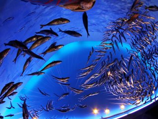 Внутри можно сфотографироваться с рыбками. Фотографию сразу же распечатают и отдадут вам на память о посещении Аквариума.