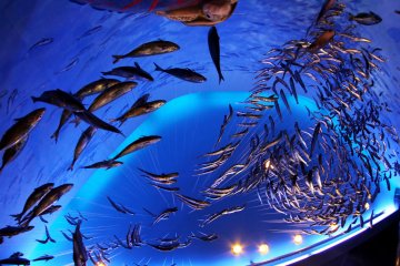 <p>Once you are in you can take a photo with fishes which they will print and give you right away as a keepsake for the aquarium visit.&nbsp;</p>