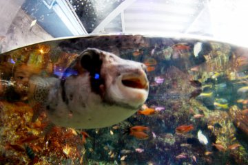 <p>The fish are as eager to see humans as much as we are eager and interested to see them.&nbsp;</p>